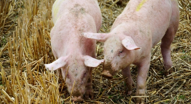 Служители на РУ-Ихтиман пресякоха незаконен превоз на голямо количество свинско