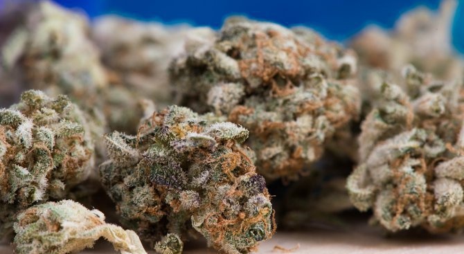 Около 2 кг марихуана са открити при проверка на апартамент