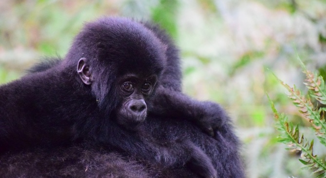 Броят на планинските горили, които бяха сериозно застрашени от изчезване,