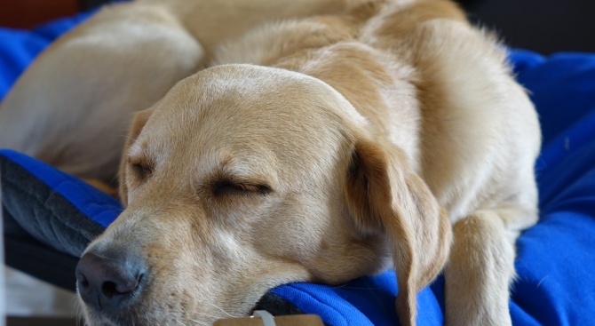 Стопанките на кучета имат по-здрав сън, когато ги допускат да