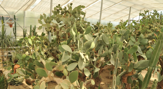 Тази седмица започна ежегодното прибиране на едроразмерните кактуси и сукуленти