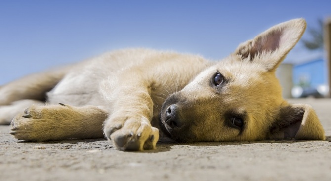 Над 15 случая за отровени кучета има в Пазарджик, като