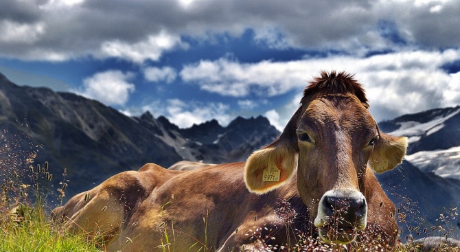 Референдум за правата на кравите организират в Швейцария този уикенд.