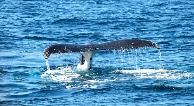 Един гърбат кит и 27 китоподобни гринди бяха открити изхвърлени