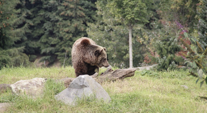 От днес Паркът за танцуващи мечки край Белица е затворен