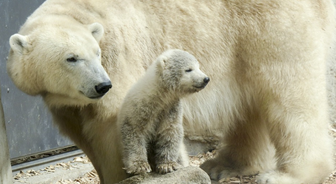 Дирекцията на зоопарка Тиргартен в Берлин оповести, че полярната мечка