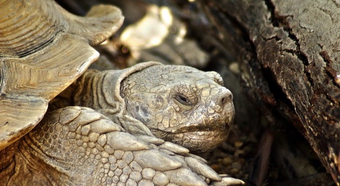 Галапагоските костенурки притежават генни вариации, свързани с възстановяване на ДНК,