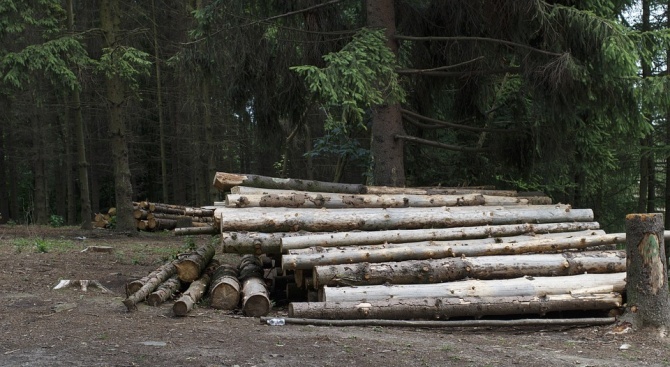Четири каруци и 7.2 куб. м незаконно добита дървесина са