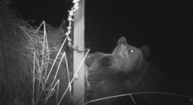 Камери заснеха мечка и малкото ѝ в имот в близост