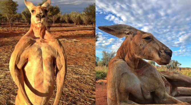Роджър - червеното кенгуру, прочуло се със своите боксьорски умения