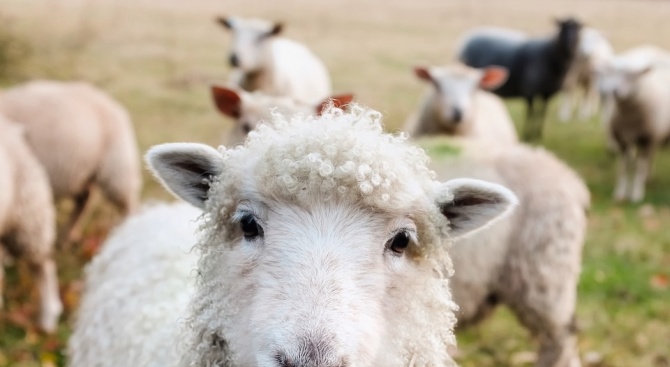 Ку-треска при овце е открита в два случая на в
