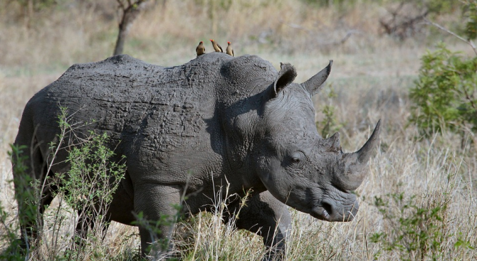 Носорог от застрашен вид бе върнат в Непал, след като