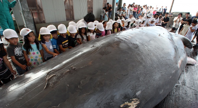 Япония ще възобнови улова на китове с търговски цели във