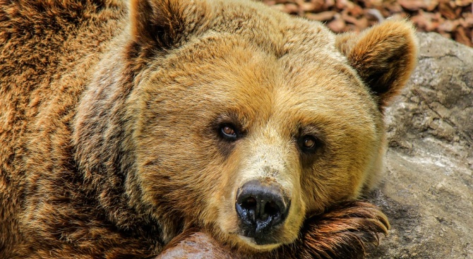 Само три-четири от общо 25 мечки в парка все още