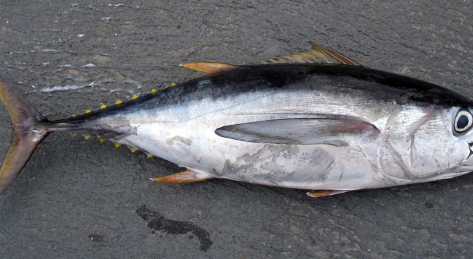Риба тон с тегло 278 кг бе продадена днес на