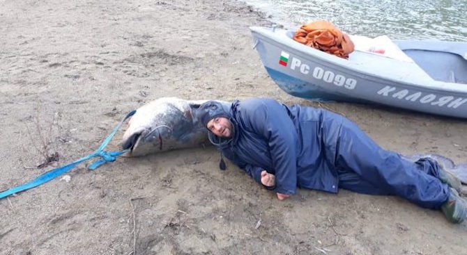 Гигантски сом уловиха рибари в река Дунав навръх Нова година.