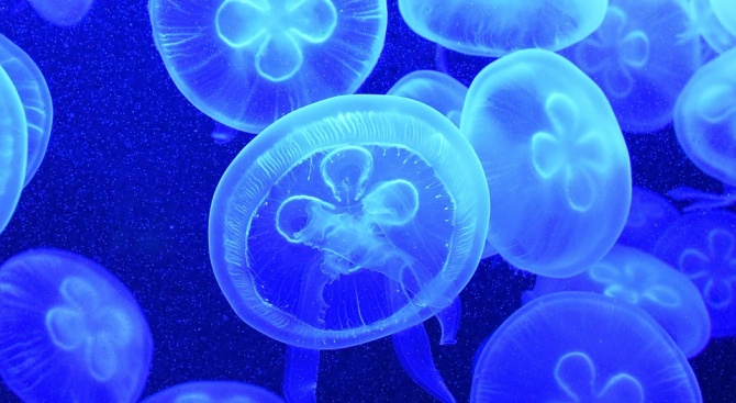 Двадесет и двама души са пострадали от опасните медузи ируканджи