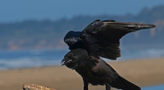 Новокаледонските врани притежават умение, присъщо само на хората - да