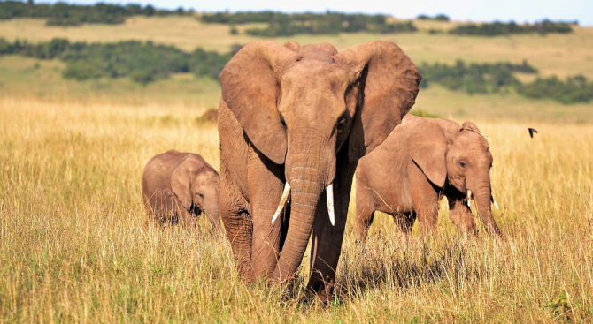 Африканските слонове еволюират, като бивните им изчезват, за да се