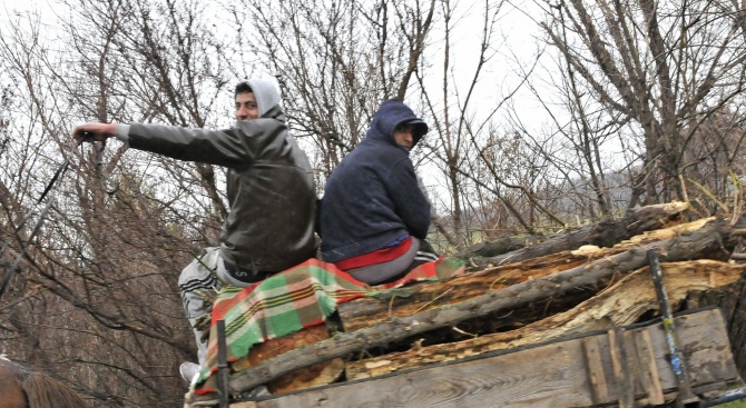 Полицията е задържала две конски каруци, превозващи дърва без контролна