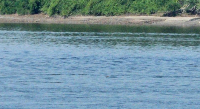 Изпълнителната агенция "Проучване и поддържане на река Дунав" (ИАППД) обяви