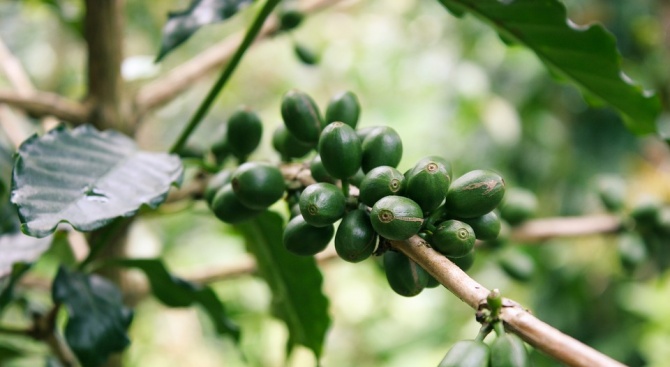 Шестдесет процента от съществуващите диворастящи видове кафе са застрашени от