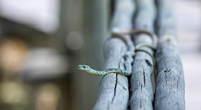 Десетки хиляди хора умират от ухапвания от змии по света