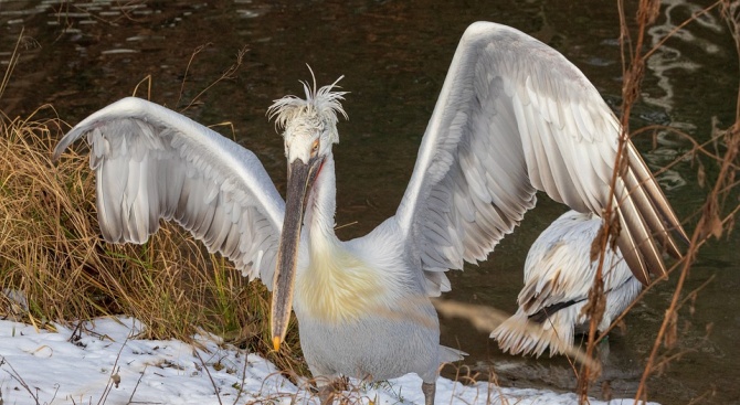 Размножителният период на къдроглавите пеликани в резервата "Сребърна" започва, съобщават
