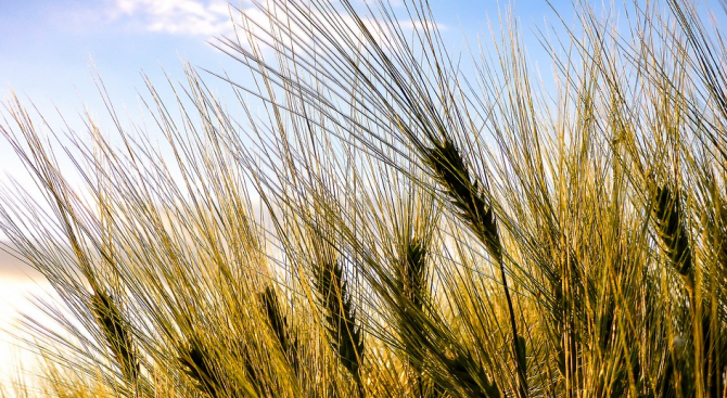 Запасите от влага за пшеничните посеви в Добричка област са
