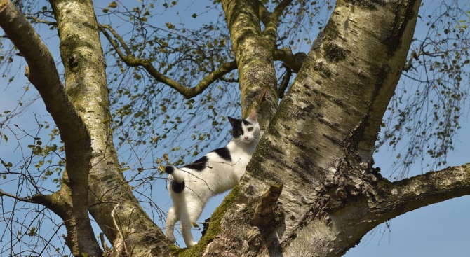 Алпинист спаси котката Том, която няколко дни стоя на дърво