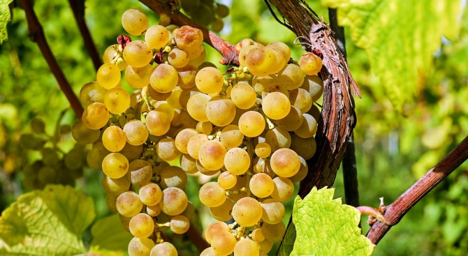 Започва прием на заявления по новата лозаро-винарска програма, съобщават от