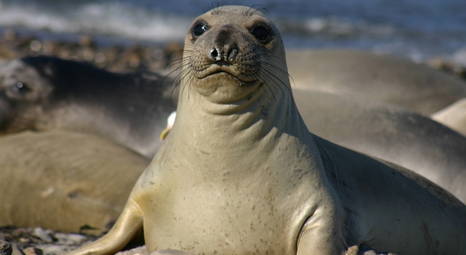 Стадо морски слонове е превзело популярен плаж в Калифорния, докато
