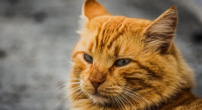 За масово отравяне на улични котки в Пловдив и разхвърляне