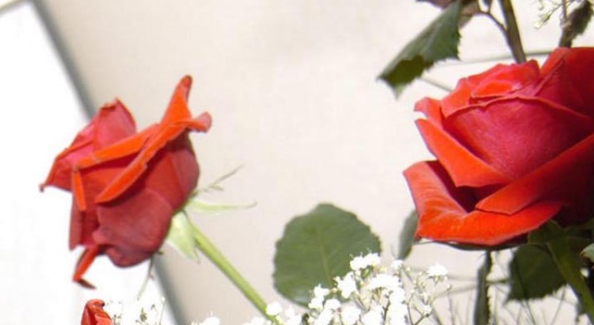 Рекордни печалби очакват турски производители на рози за Свети Валентин,