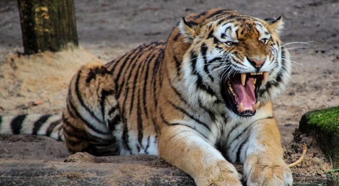 Суматранска тигрица в Лондонската зоологическа градина беше убит от потенциалния