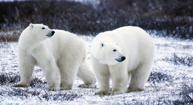 Нашествие на бели мечки сериозно изплаши жителите на руския архипелаг