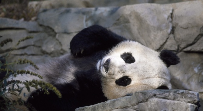 В Китай дете падна в клетката на пандите в зоопарк.