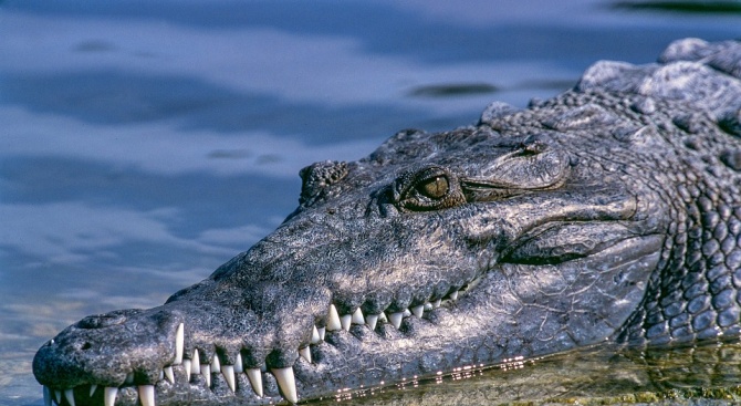 Индонезиец беше смъртно нахапан от крокодил пред очите неговия племенник,