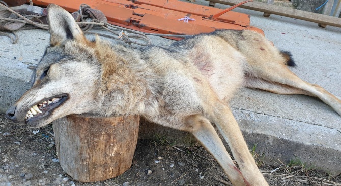 Застреляха вълчица с тегло 60 кг във ферма край село