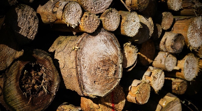 Незаконно добита дървесина установиха служители на РУ – Елена и