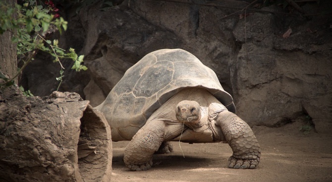 Специалисти откриха жив екземпляр на гигантска костенурка на Галапагоските острови,