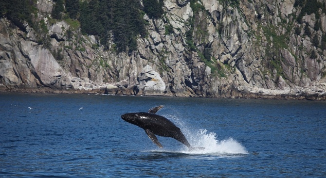 Мъртъв 10-тонен гърбат кит изуми експертите, след като беше намерен