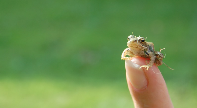 Учени откриха останки от една от най-древните жаби, докато преглеждаха