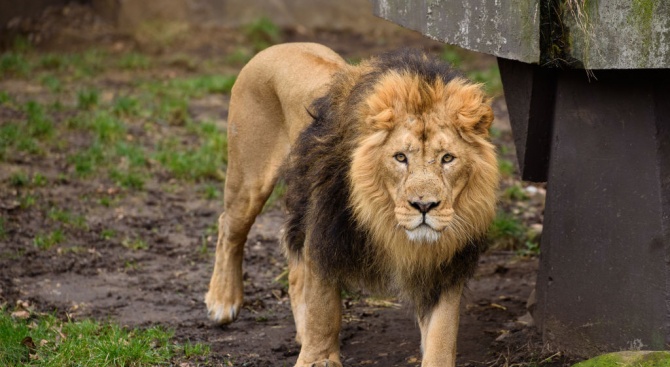 Чех, който незаконно отглеждал два лъва, беше нападнат и убит