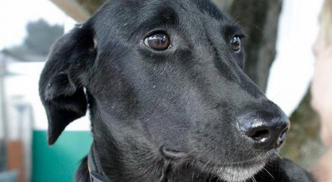 Едно българско куче, осиновено в германския град Бон, се превърна