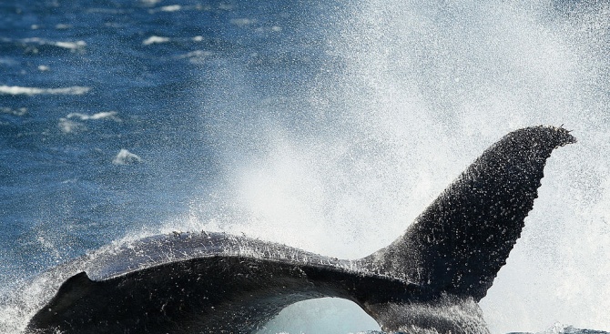 Южноафриканец оцеля, след като почти беше погълнат от кит край