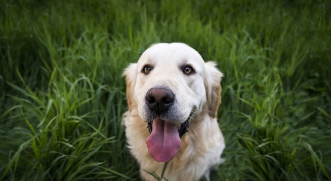 Расте броят на регистрираните домашни кучета в Търговищко. Към момента