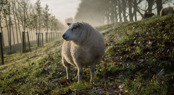 Идилична селска картина – овца кротко пасе трева, а овчар