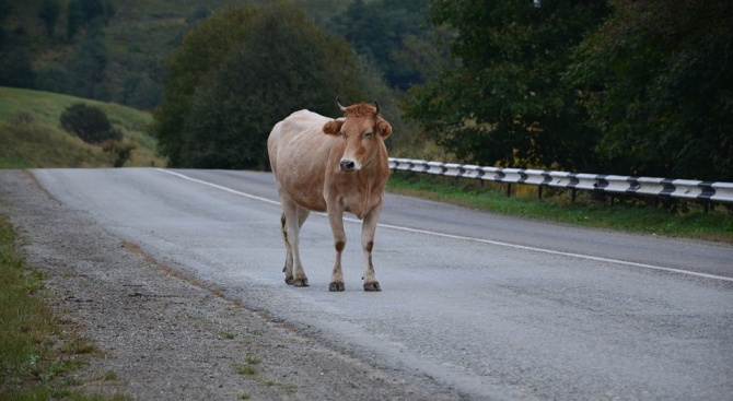 Стадо крави предизвика хаос на една от магистралите в Канада,