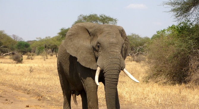 Бракониер бе убит от слон в националния парк "Крюгер" в